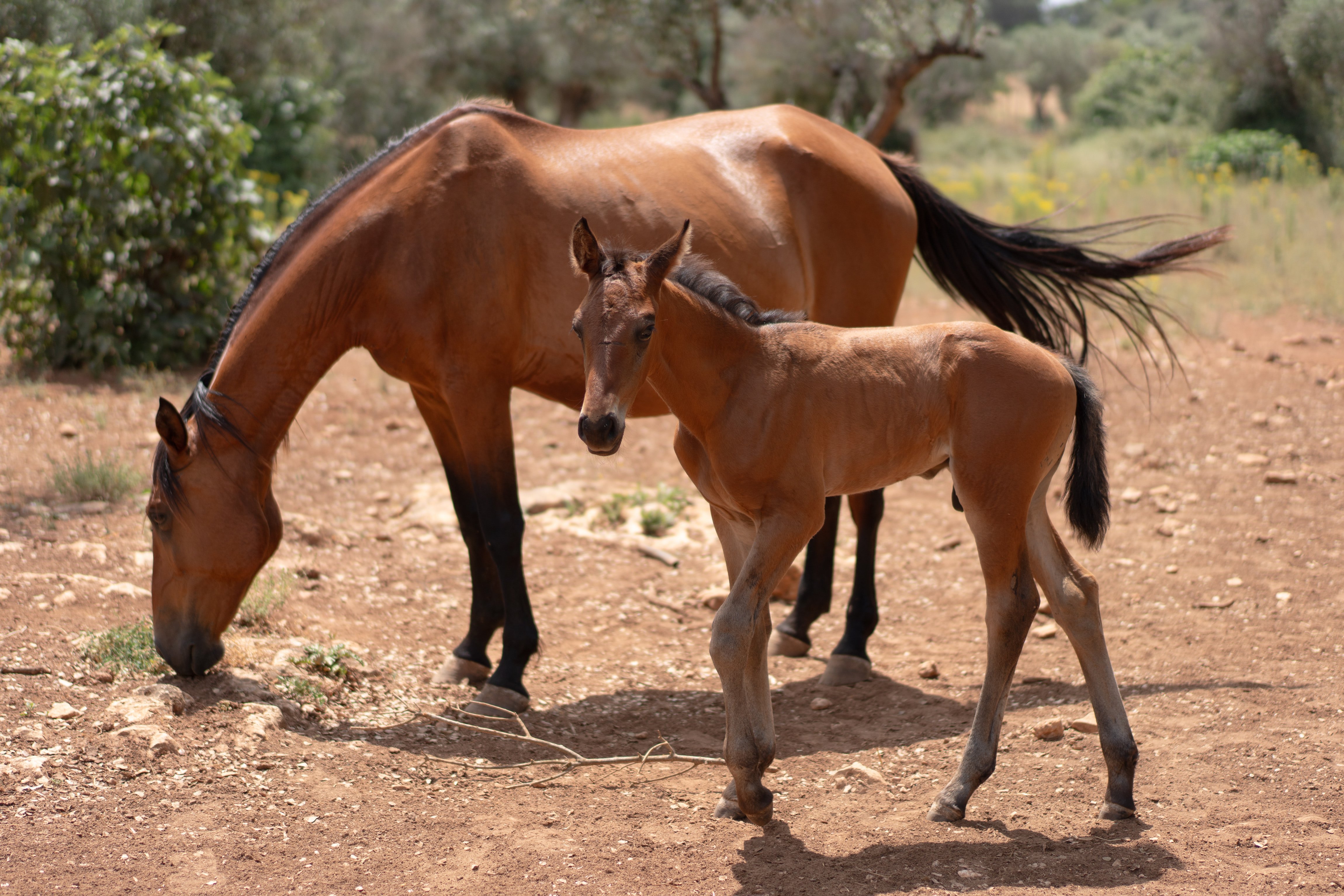 Xizel, a bay foal, standing in front of the mare on dry ground among olive trees.