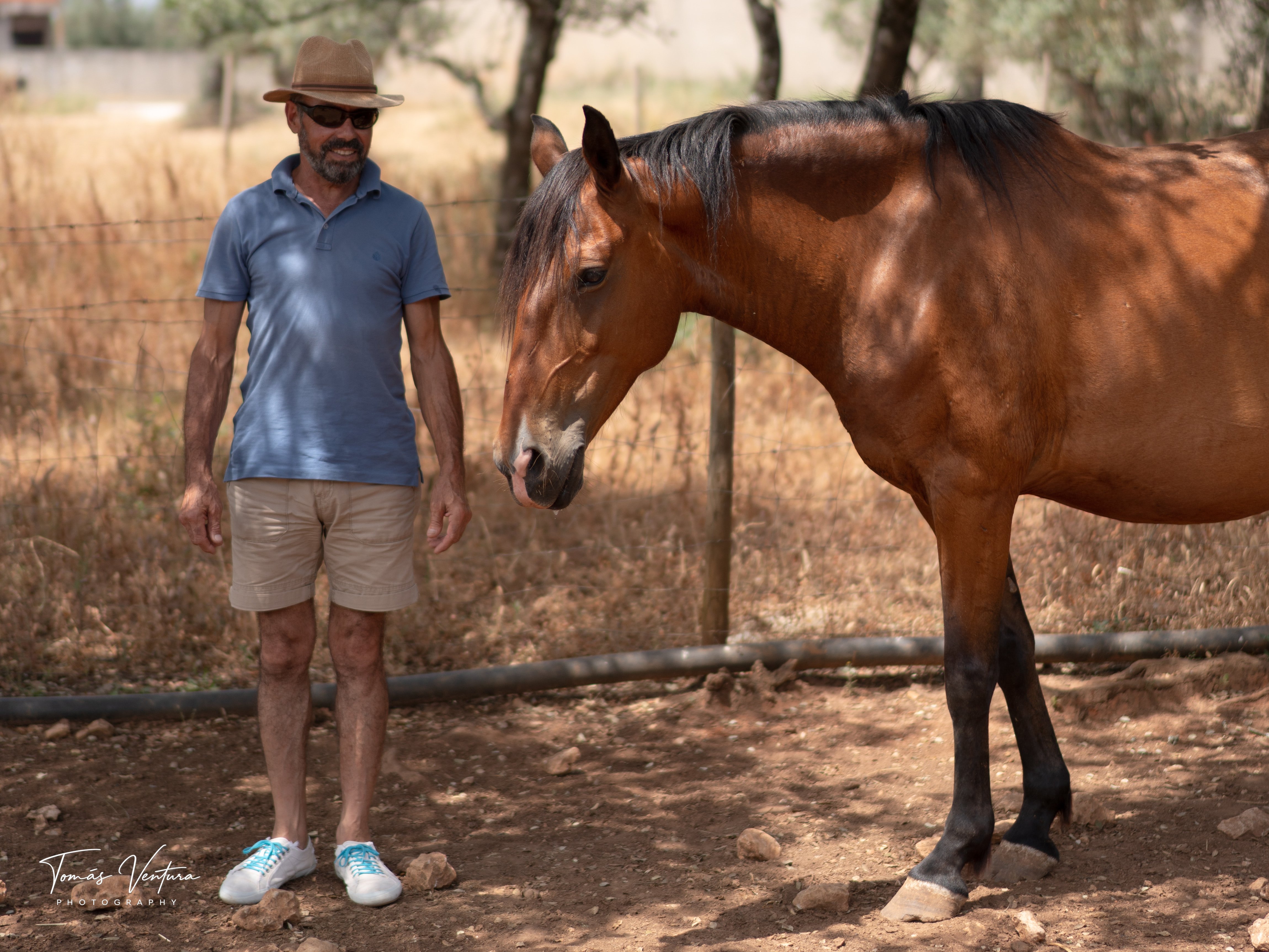 A man in a hat watches a bay mare beside the olive-grove fence.