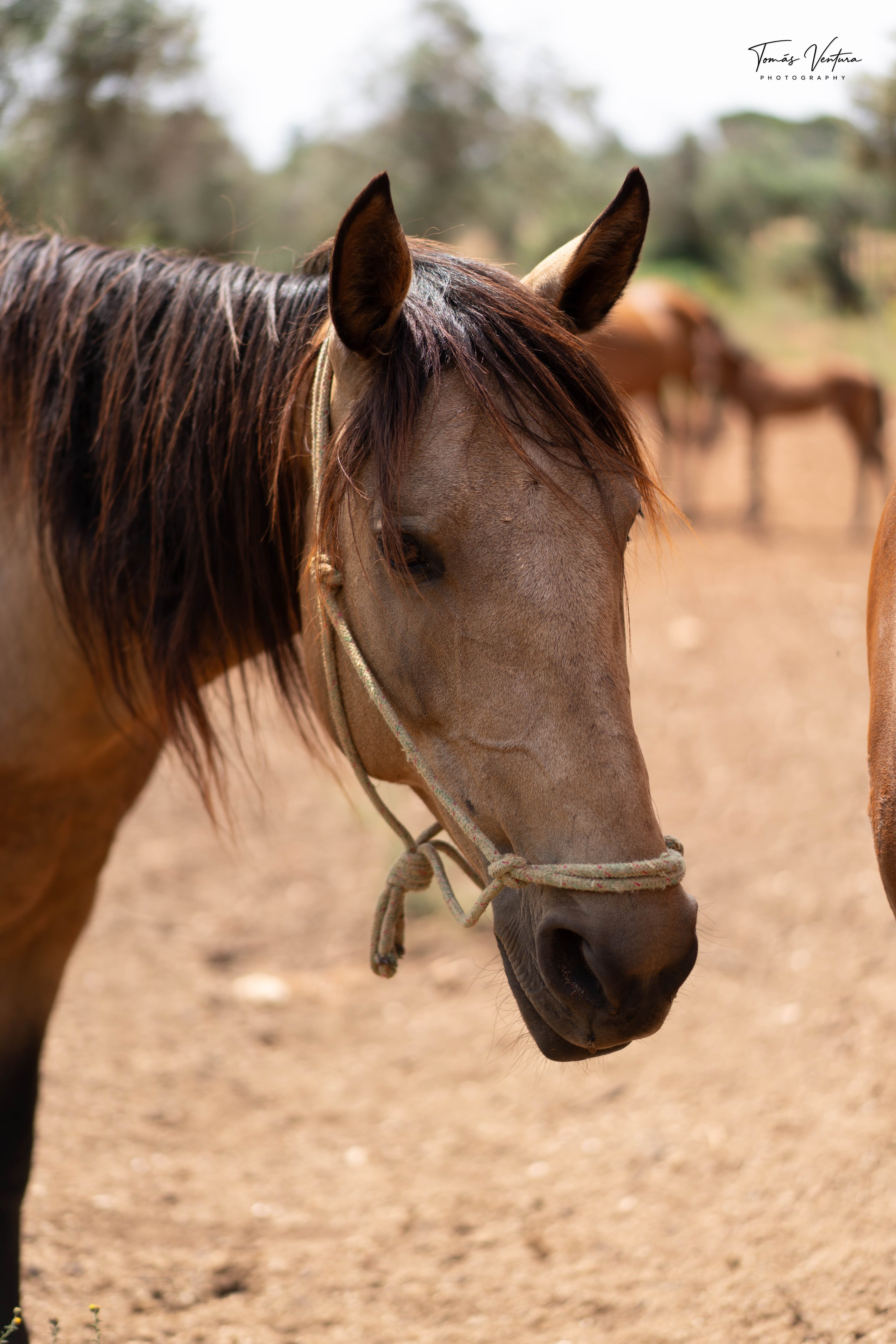 Vertical portrait of a bay mare on a path among olive trees.