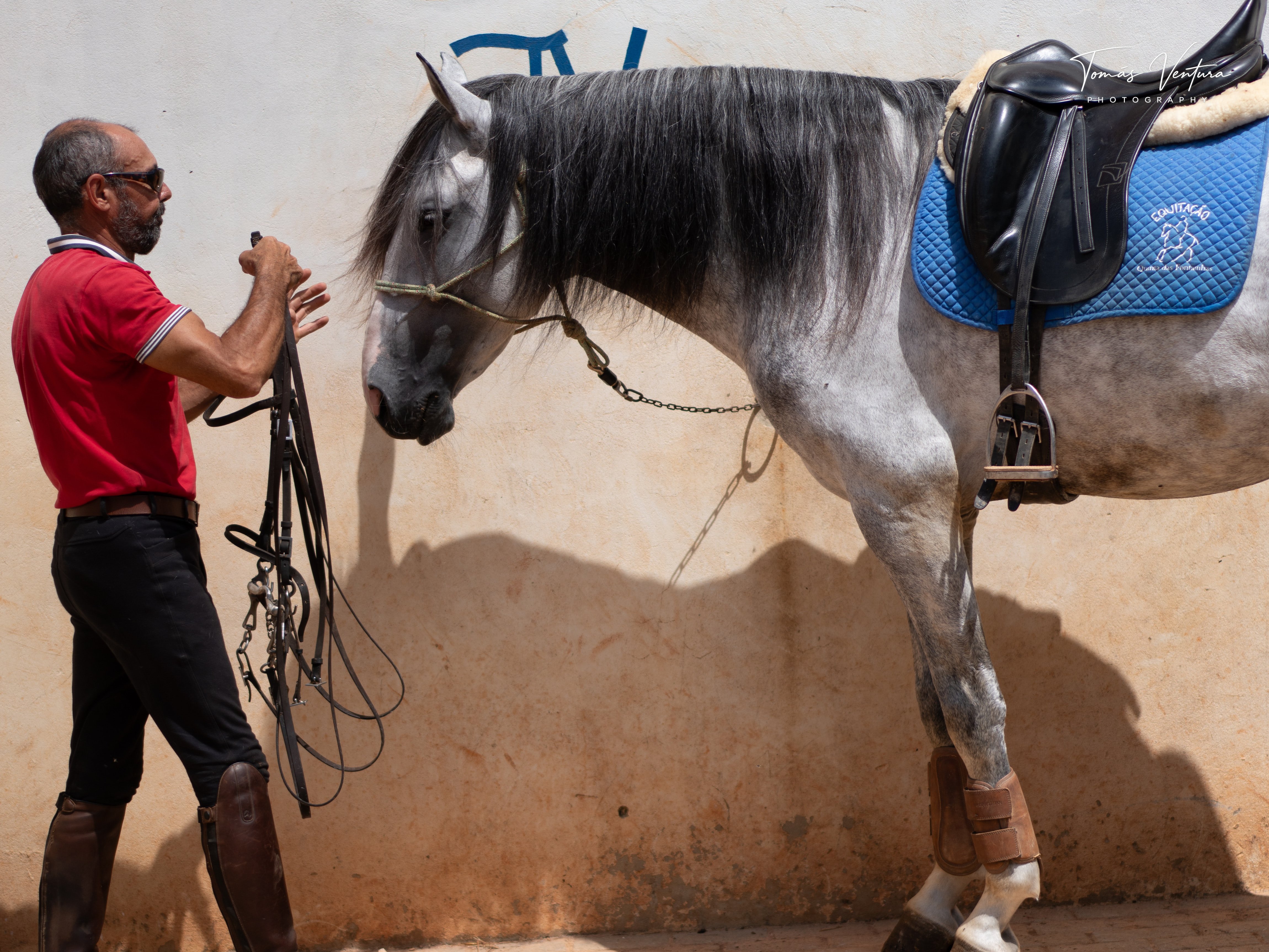 Jorge Ventura prepares the bridle beside Oikos before ridden work.