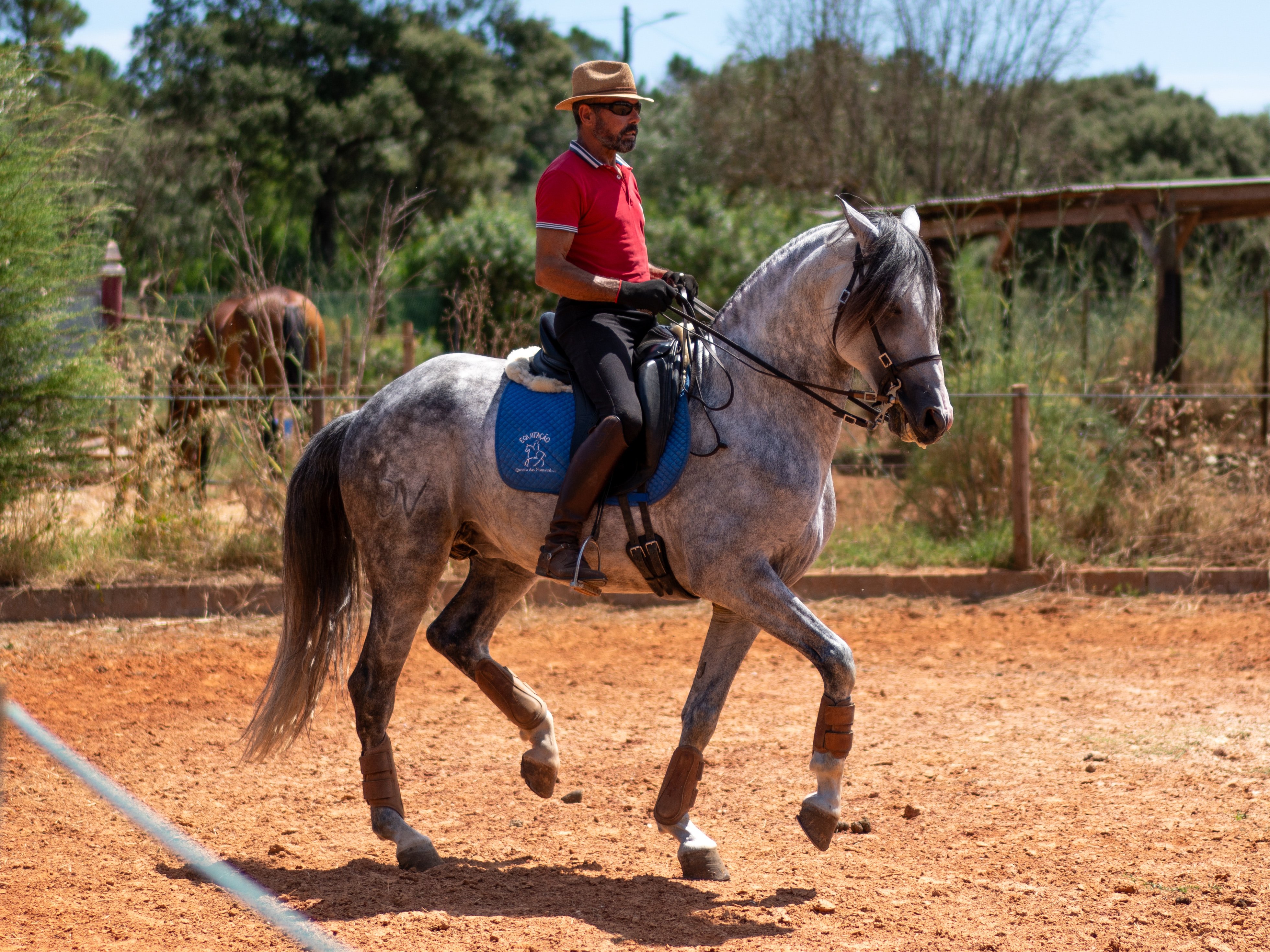Oikos moves under saddle in collected trot outdoors.