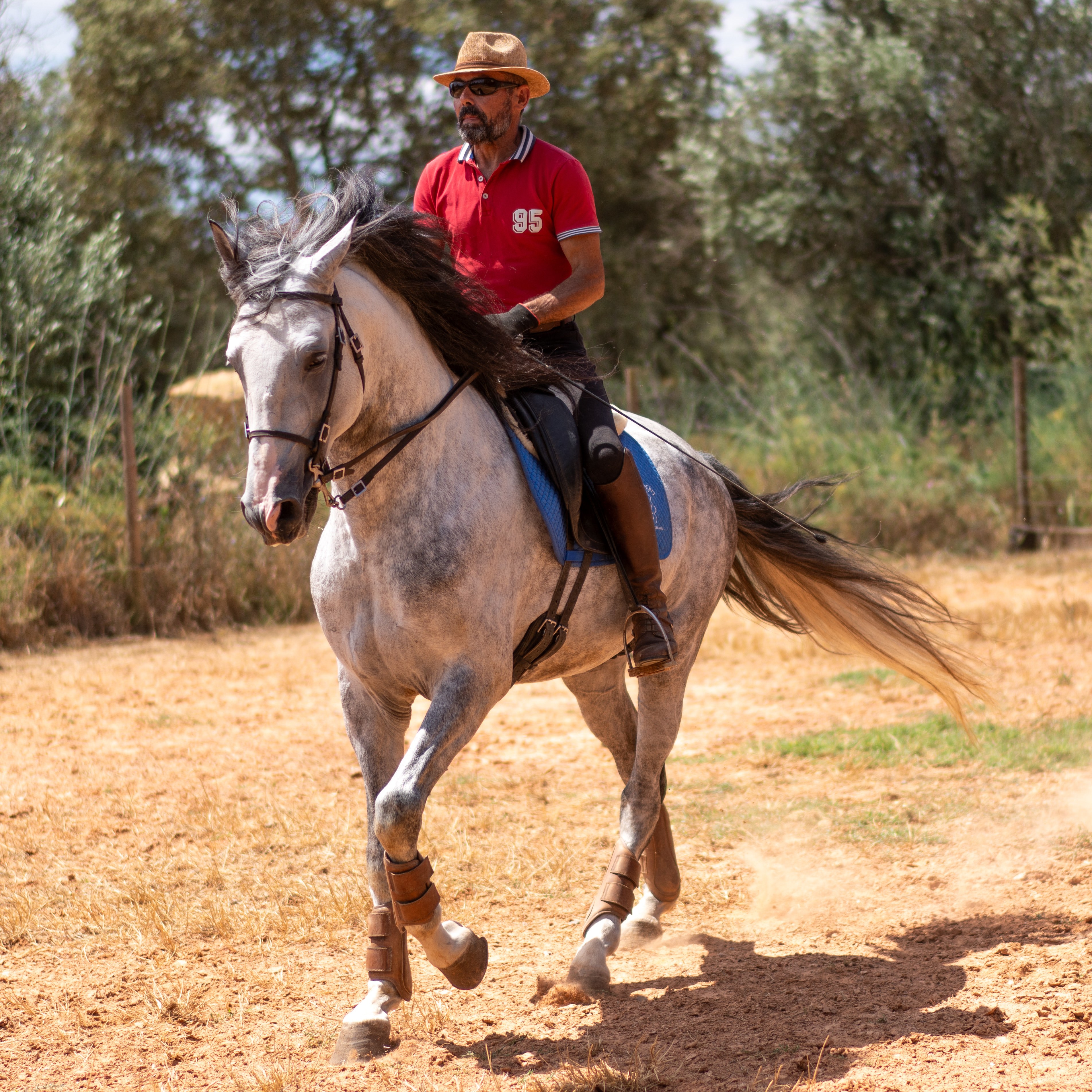 Oikos aproxima-se montado num caminho de terra entre oliveiras.