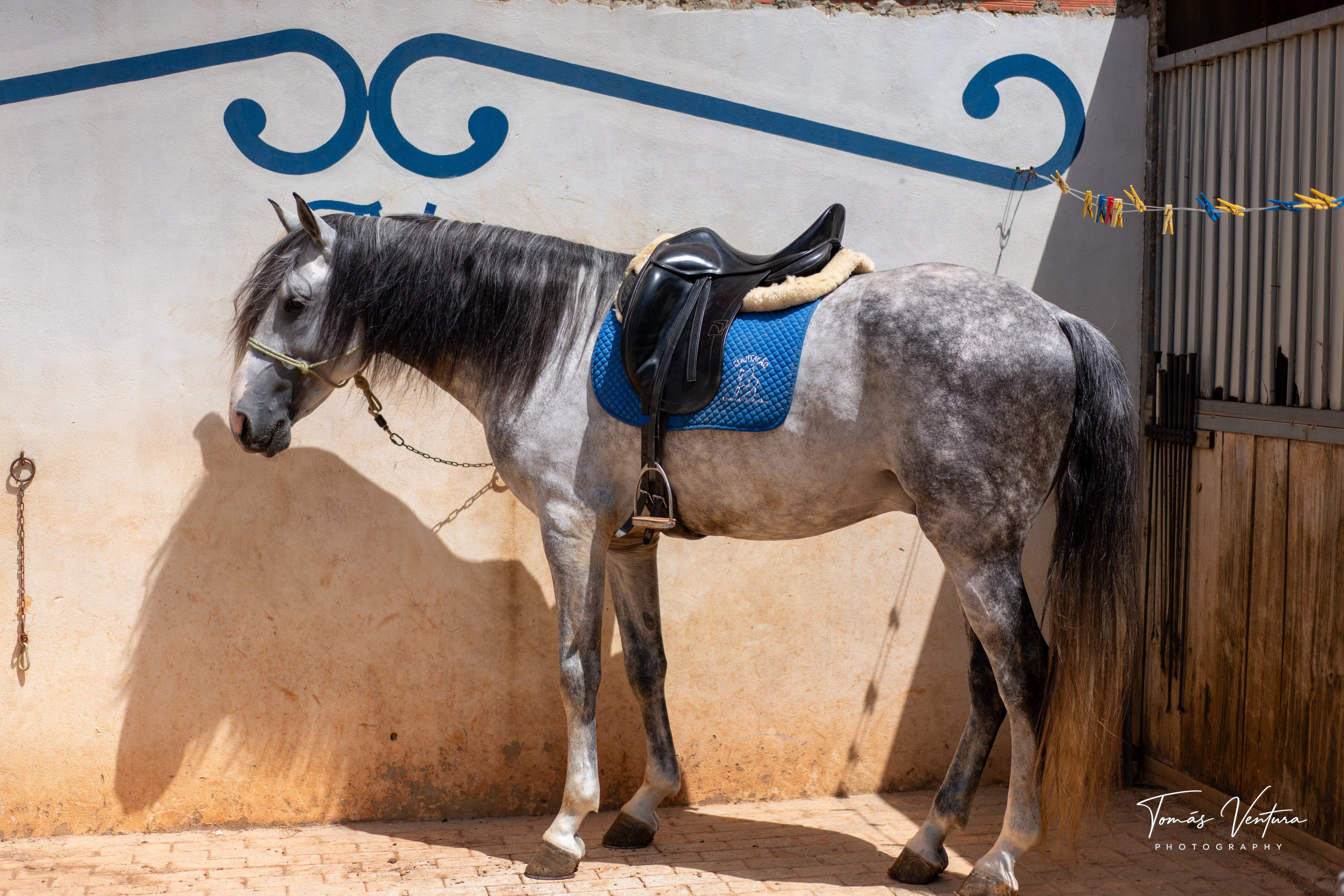 Oikos, cavalo Lusitano ruço, parado de perfil e selado junto à parede do pátio.