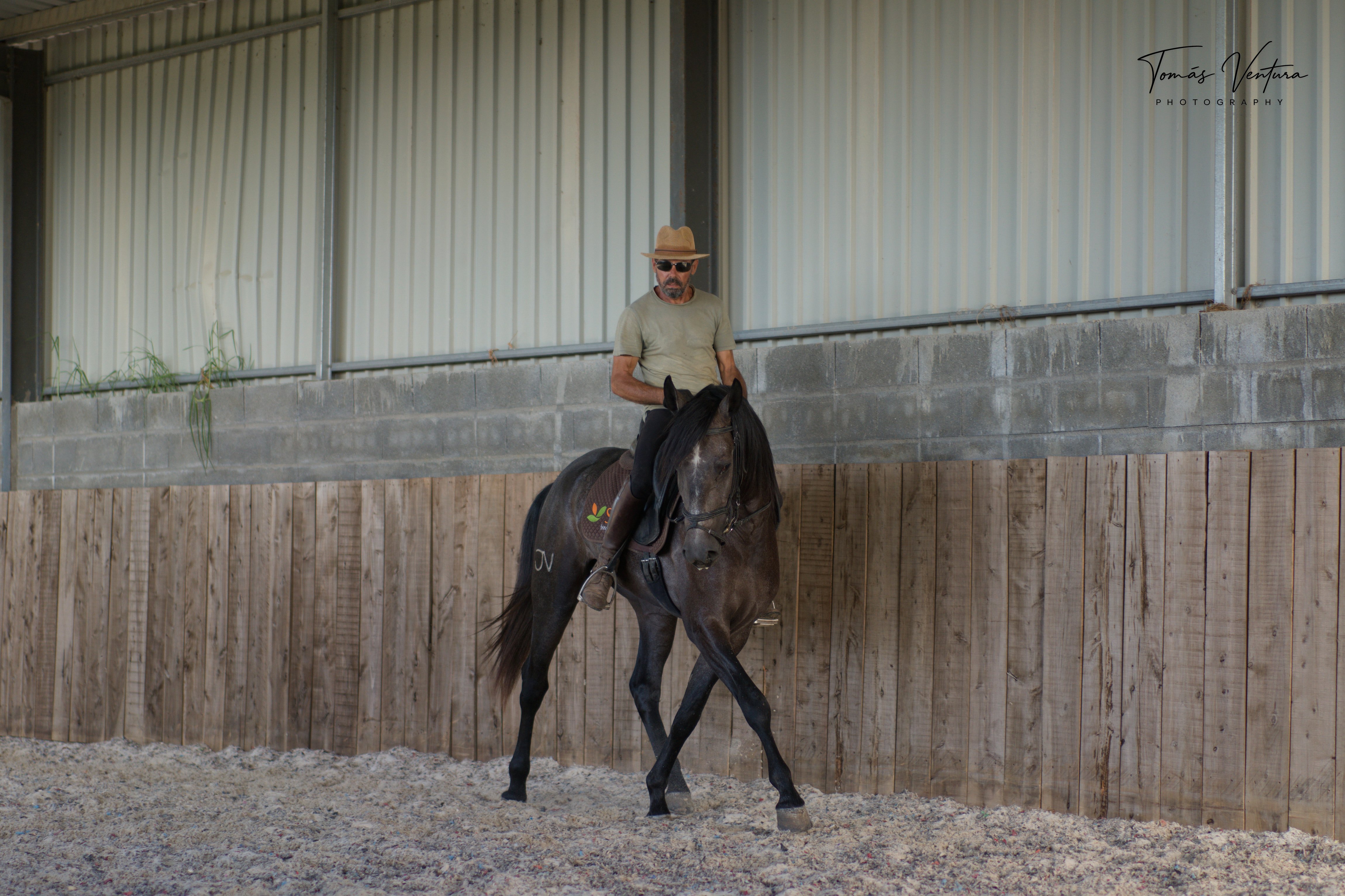 Tenor approaches front-on during work in the arena.